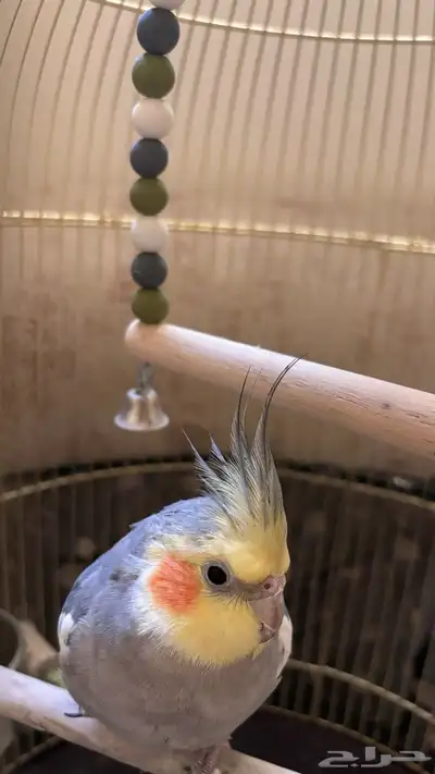 طير كروان للبيع index