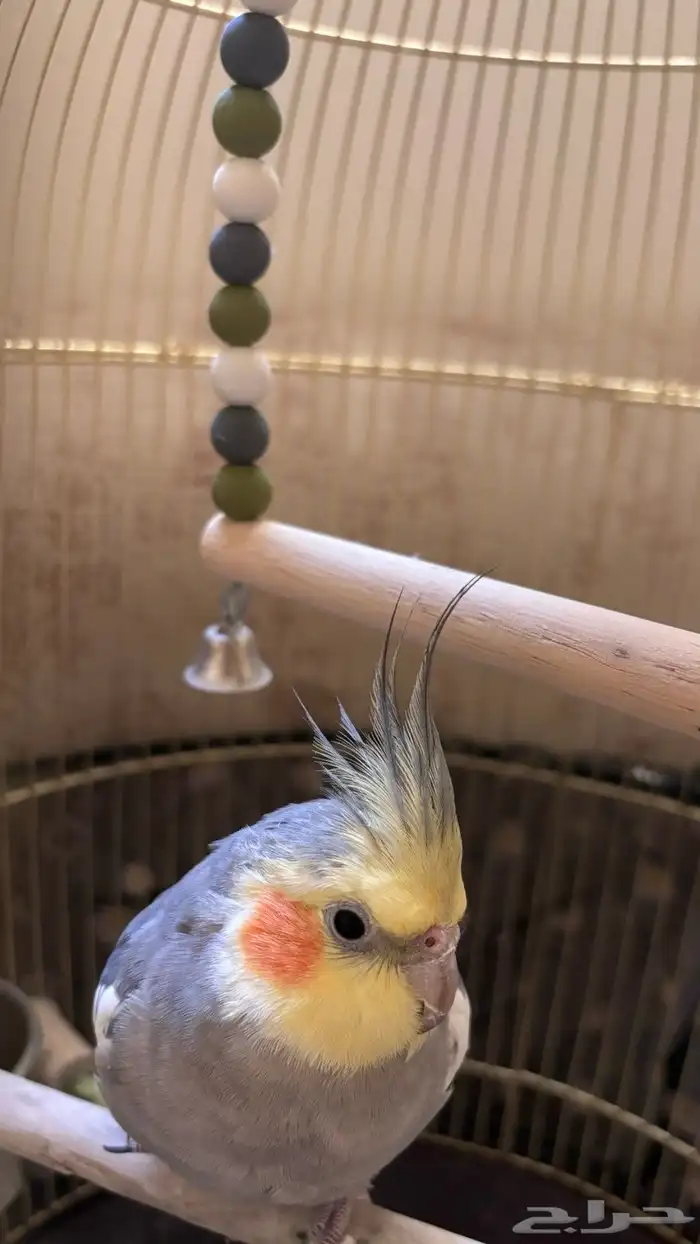 طير كروان للبيع 2