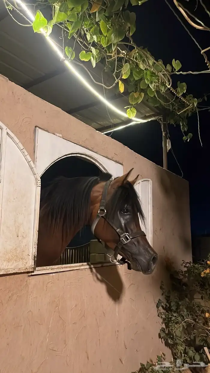 حصان ورق للبيع 1