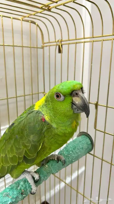 امزواني يلو ناب index