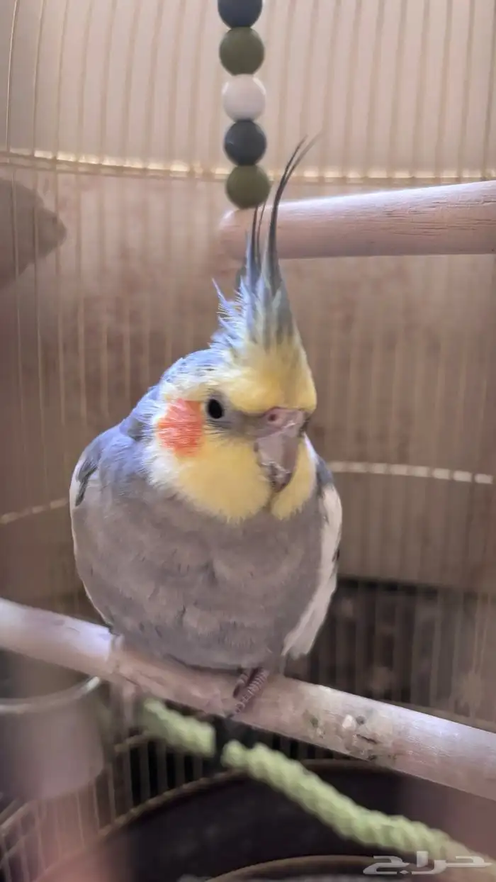 طير كروان للبيع 1