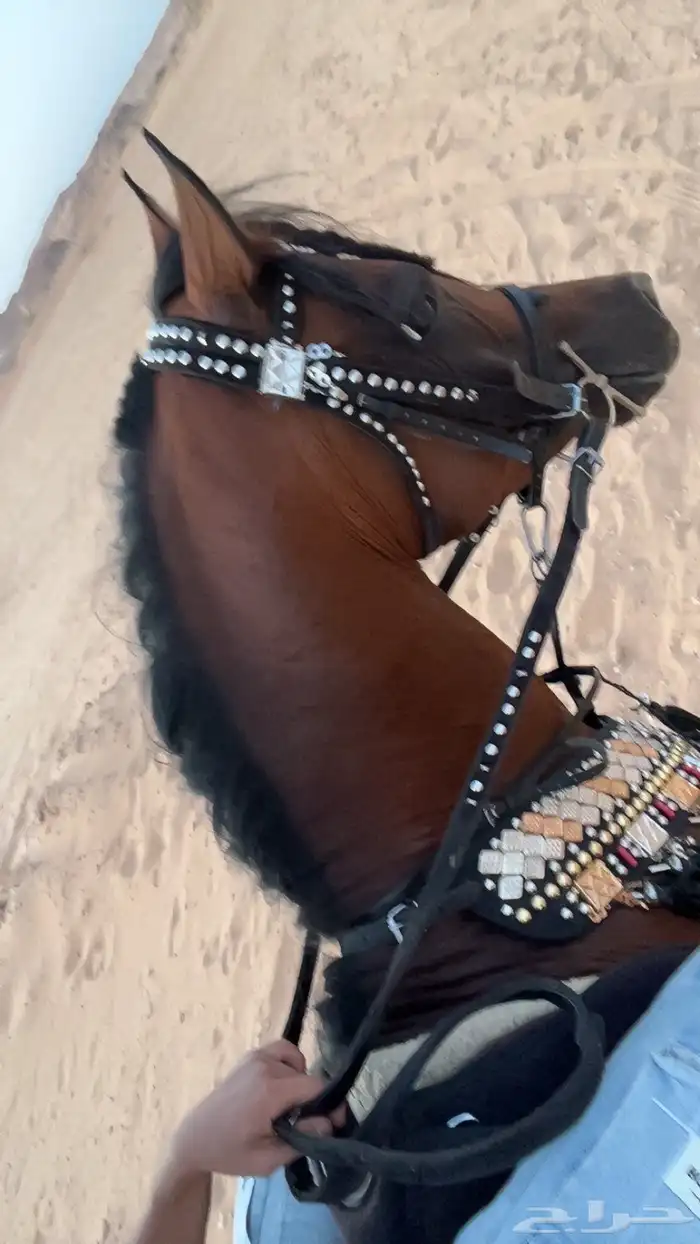 حصان ورق للبيع 2