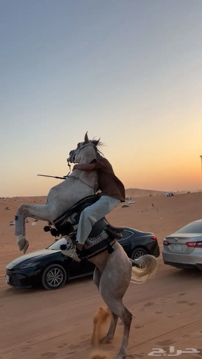 عندي حصان واهو. للبيع 15