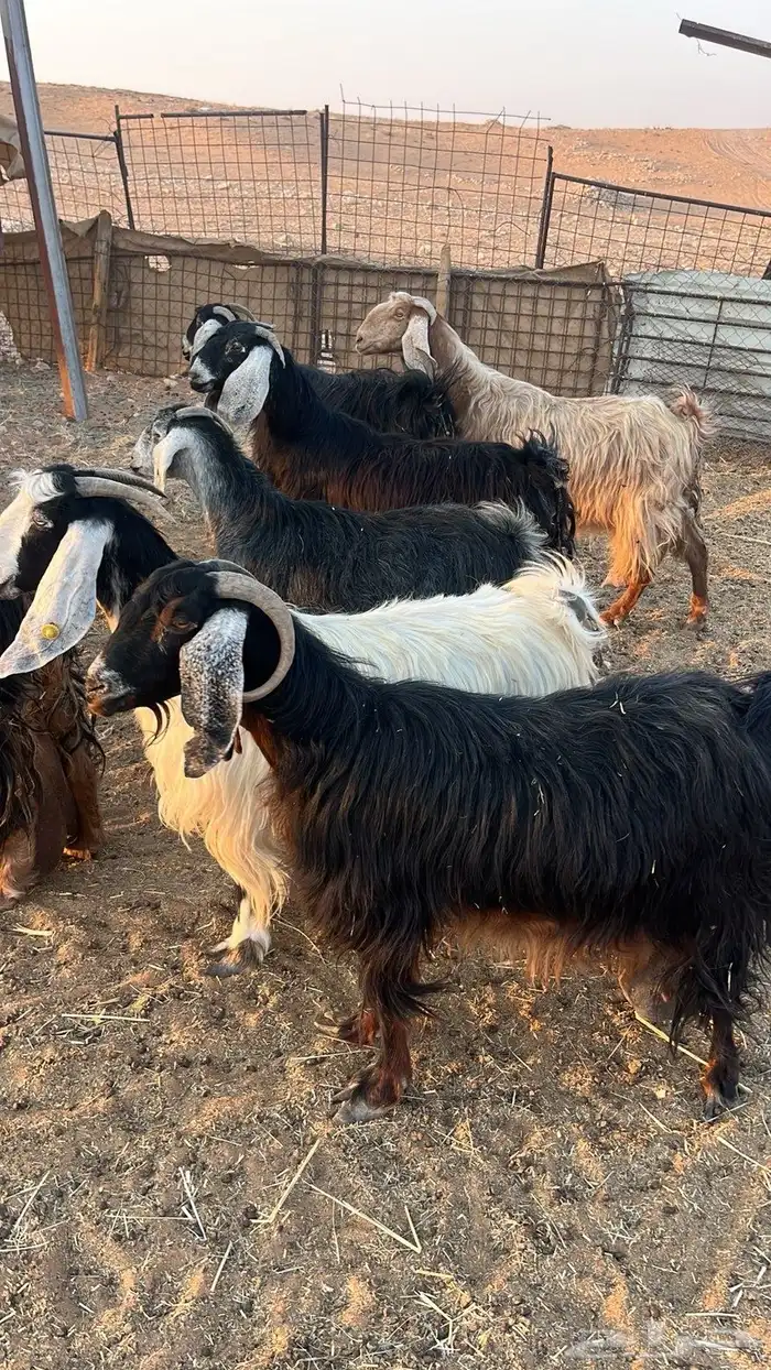 معزا مولده 3