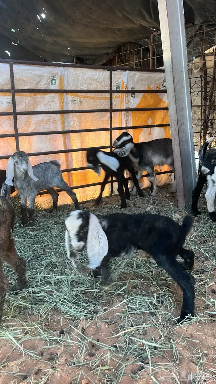 معزا مولده 6