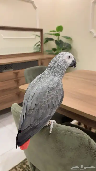 كاسكو اليف هدد متكلم index