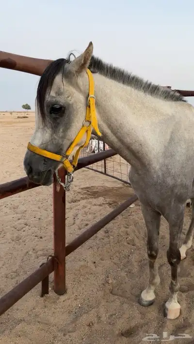 حصان واهو index