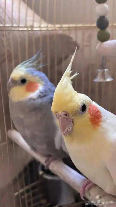 طير كروان للبيع index