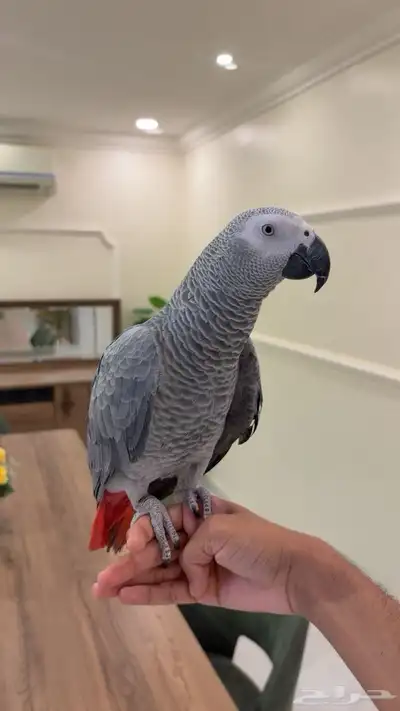 كاسكو اليف هدد متكلم index