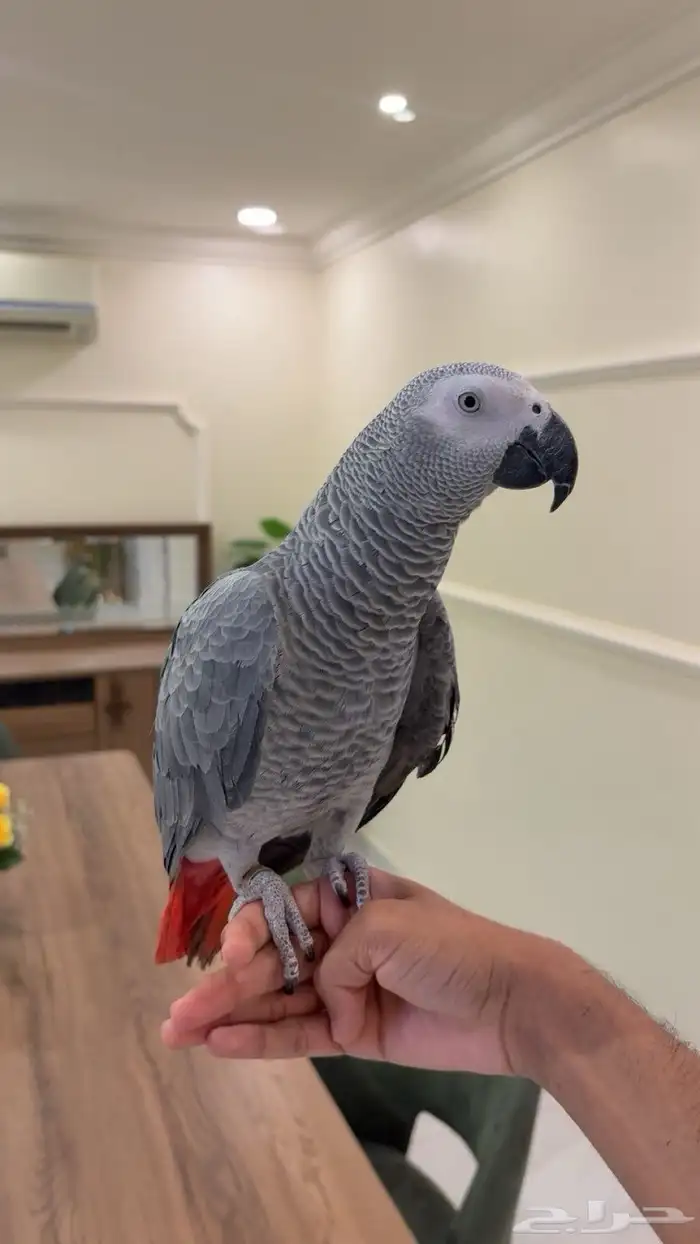 كاسكو اليف هدد متكلم 5