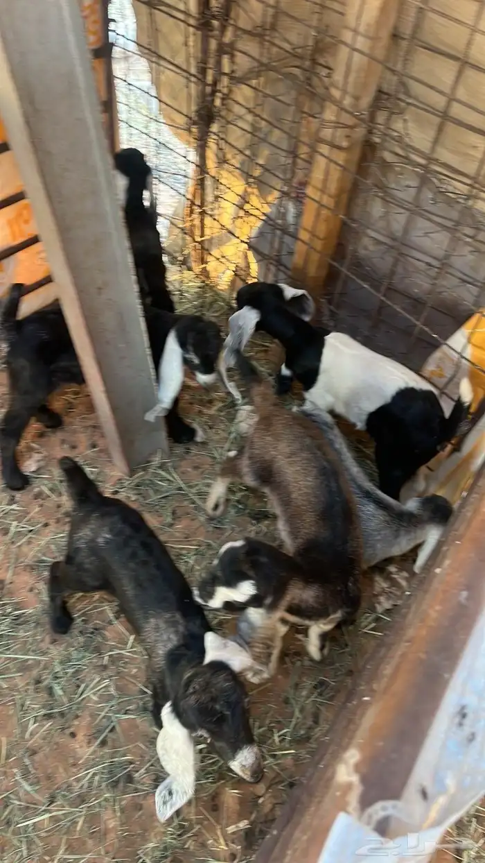 معزا مولده 4