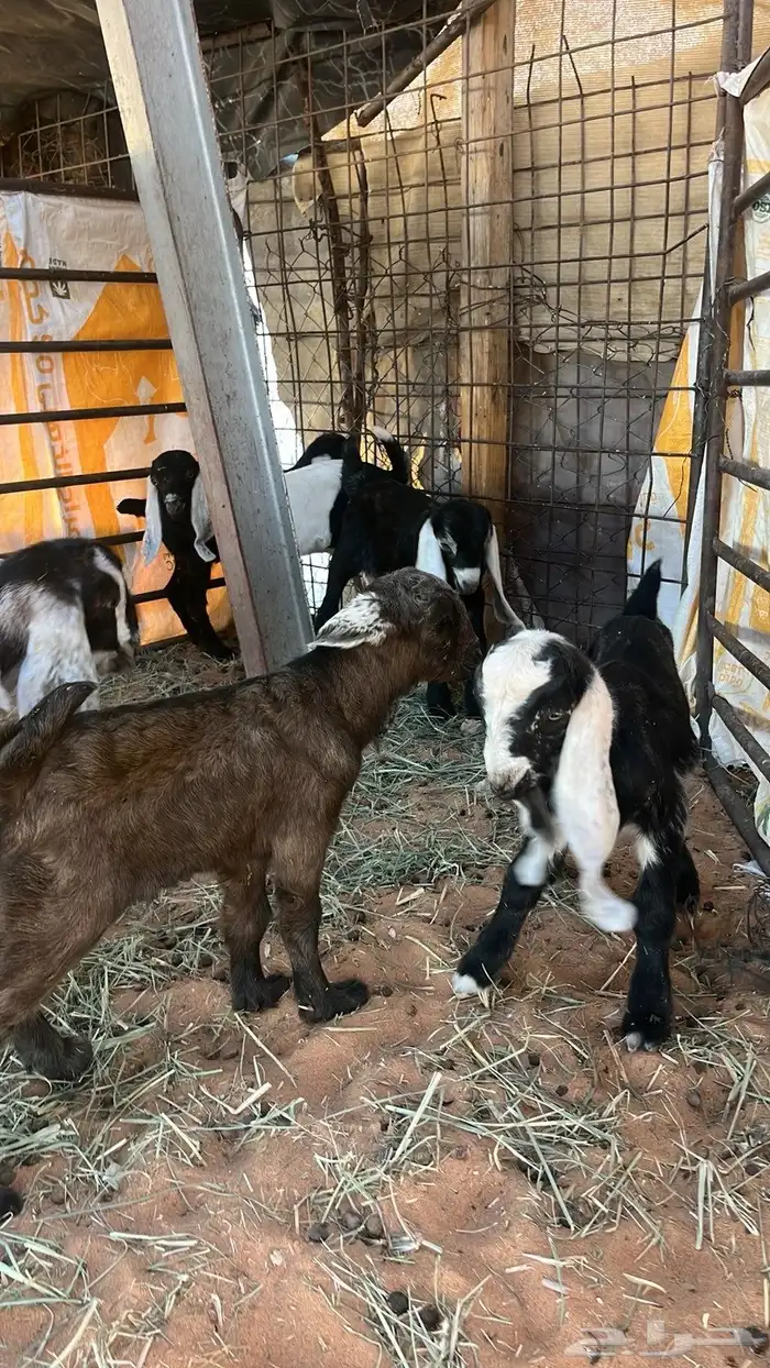 معزا مولده 5