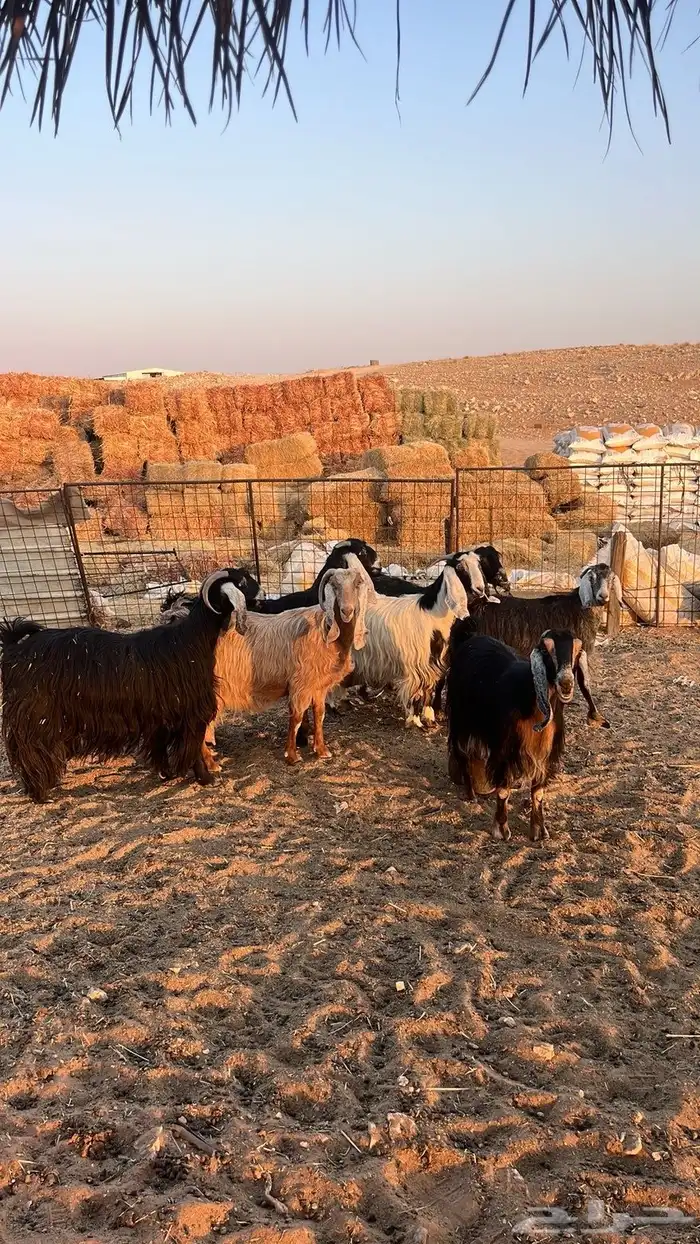 معزا مولده 2