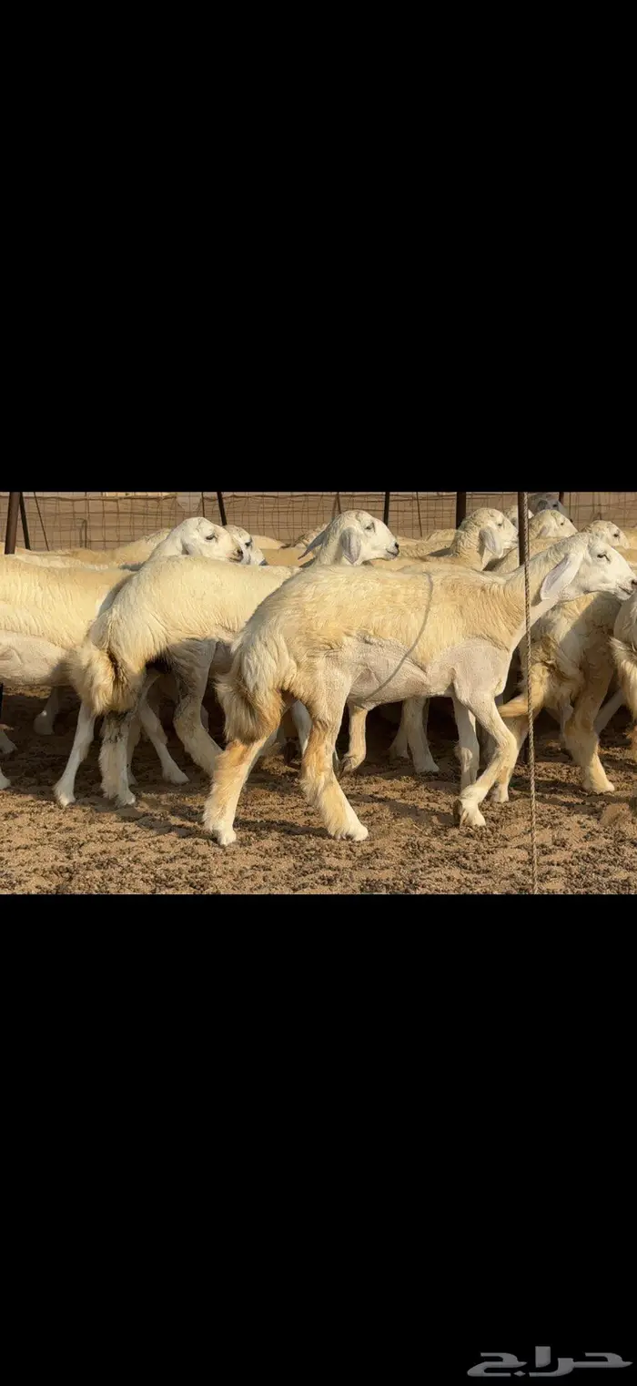 رخال دعدية حرش فواخر 48 راس 2