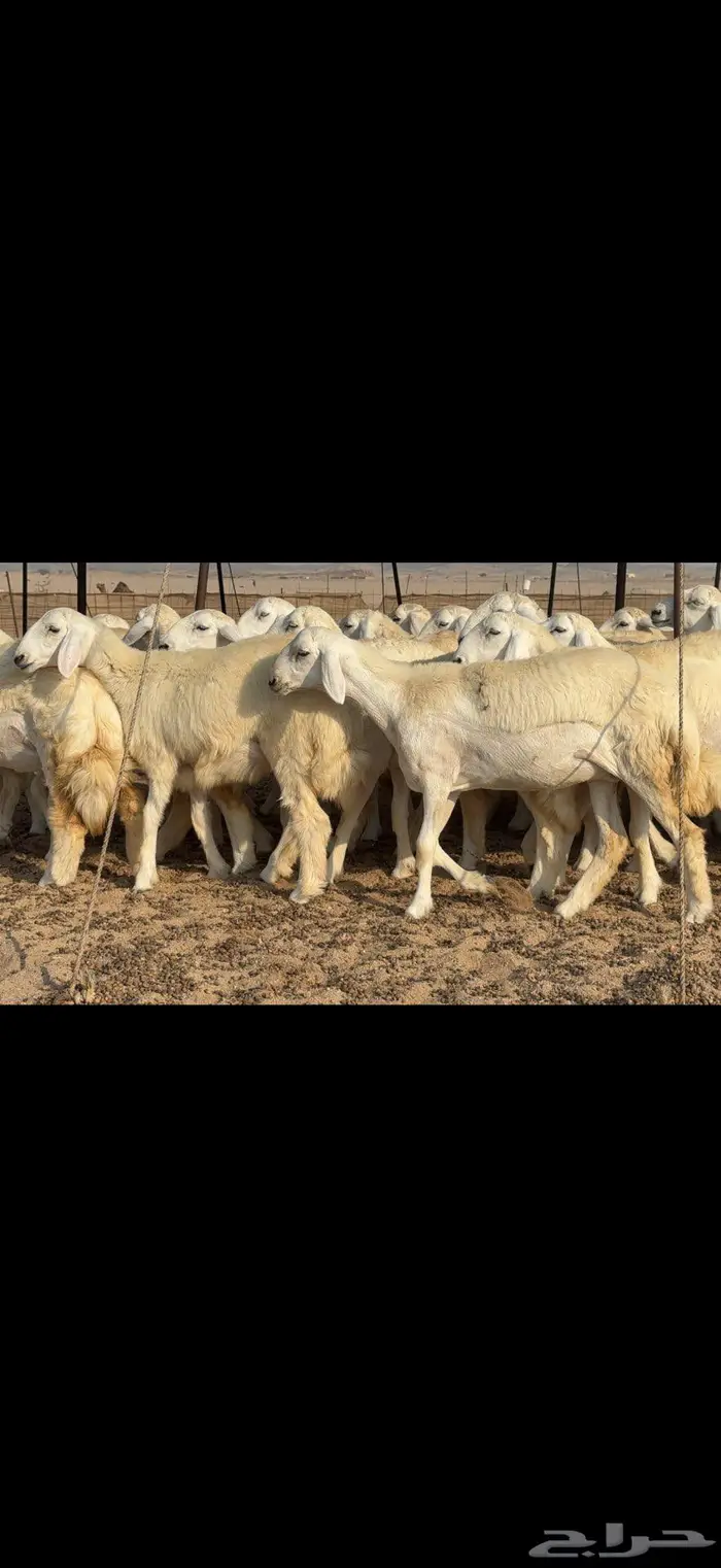 رخال دعدية حرش فواخر 48 راس 3