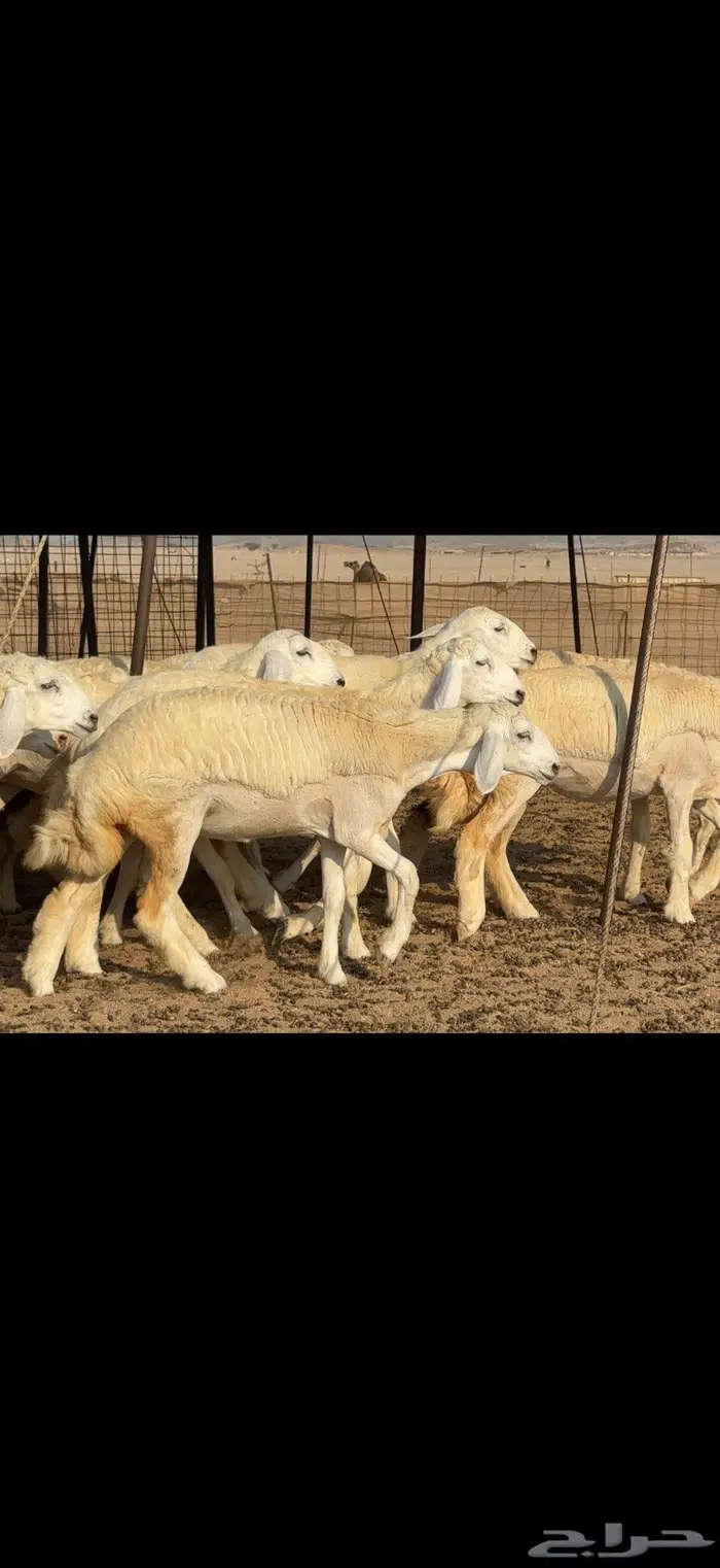 رخال دعدية حرش فواخر 48 راس 1