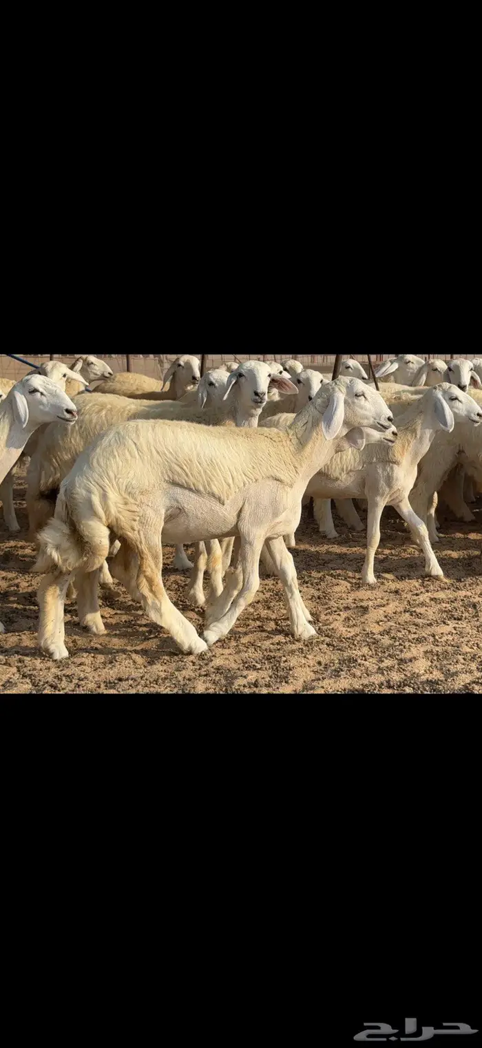 رخال دعدية حرش فواخر 48 راس 7