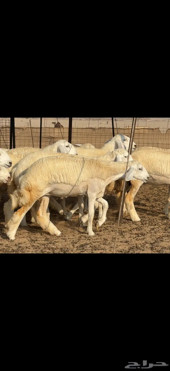 رخال دعدية حرش فواخر 48 راس 6