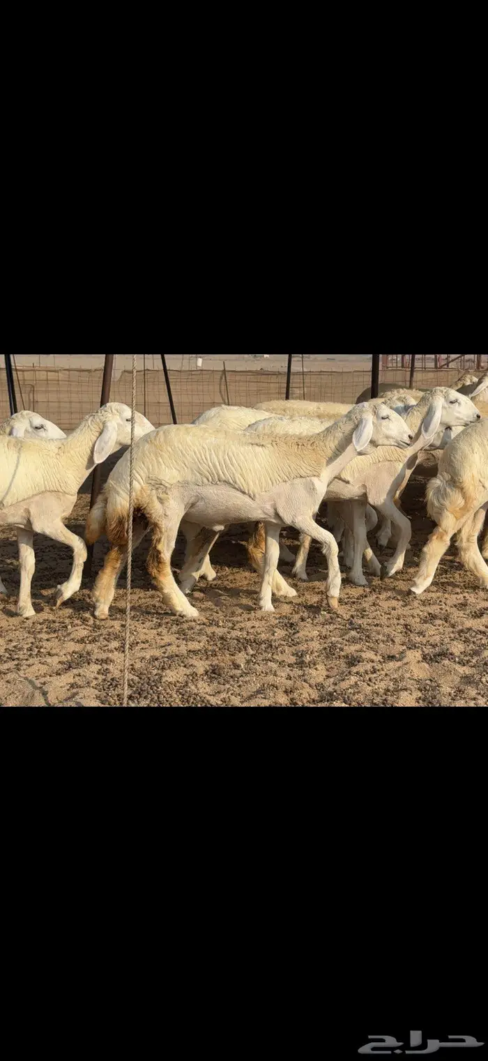 رخال دعدية حرش فواخر 48 راس 8