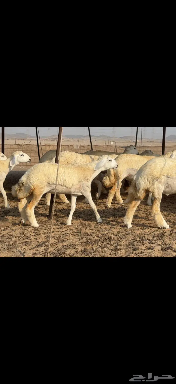 رخال دعدية حرش فواخر 48 راس 12