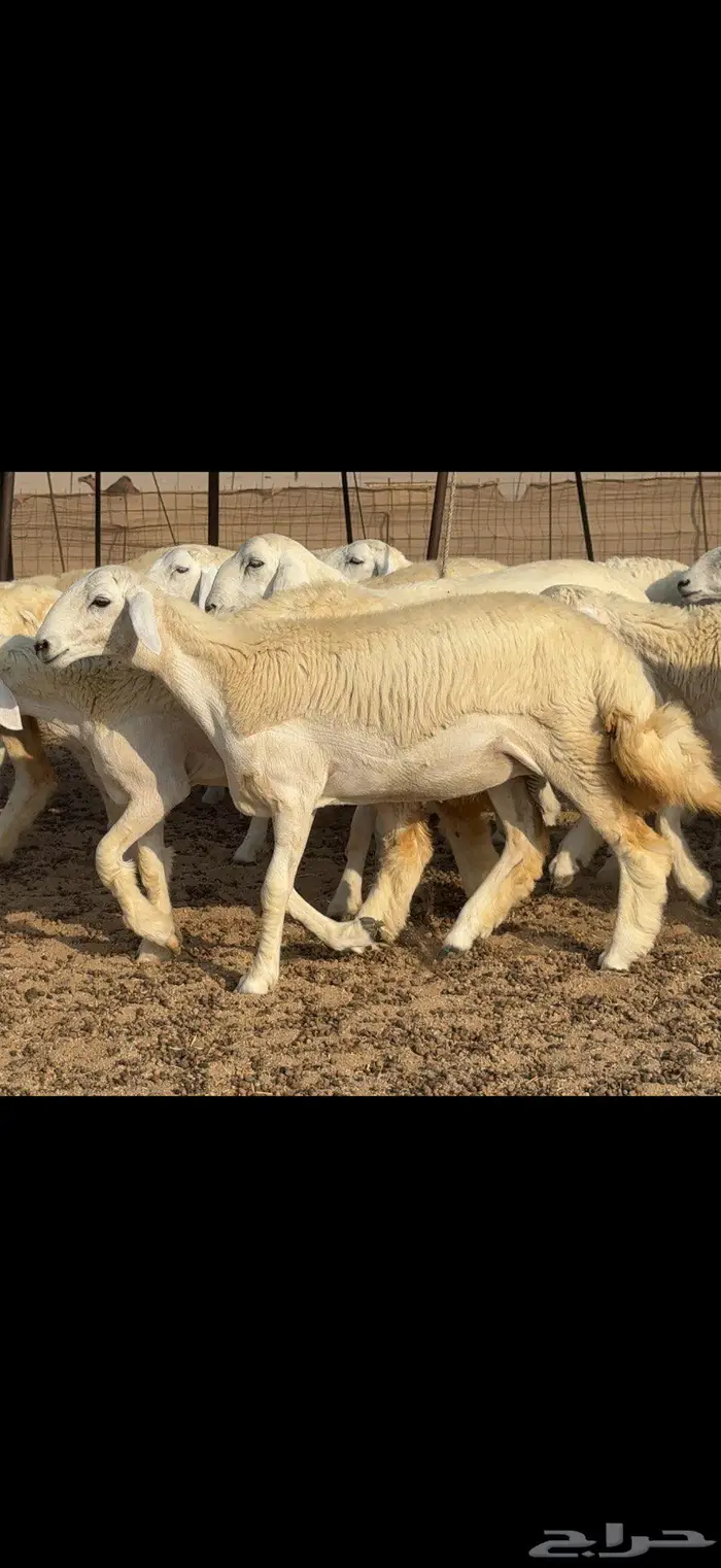 رخال دعدية حرش فواخر 48 راس 13