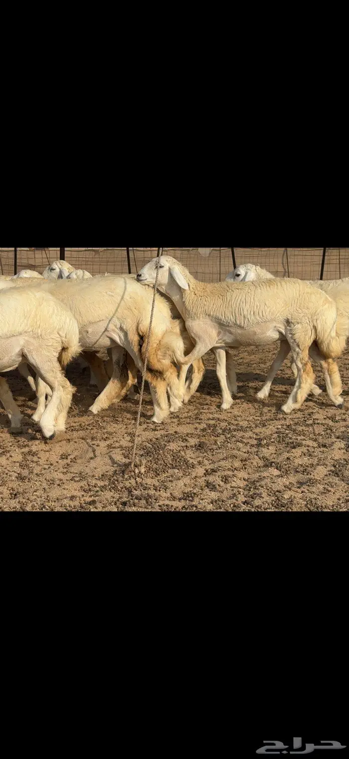 رخال دعدية حرش فواخر 48 راس 0