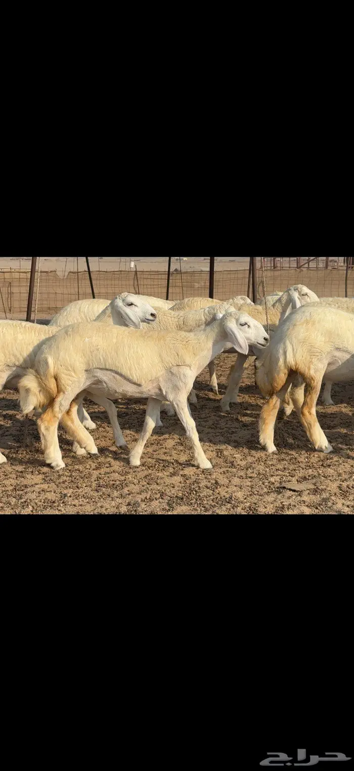 رخال دعدية حرش فواخر 48 راس 4