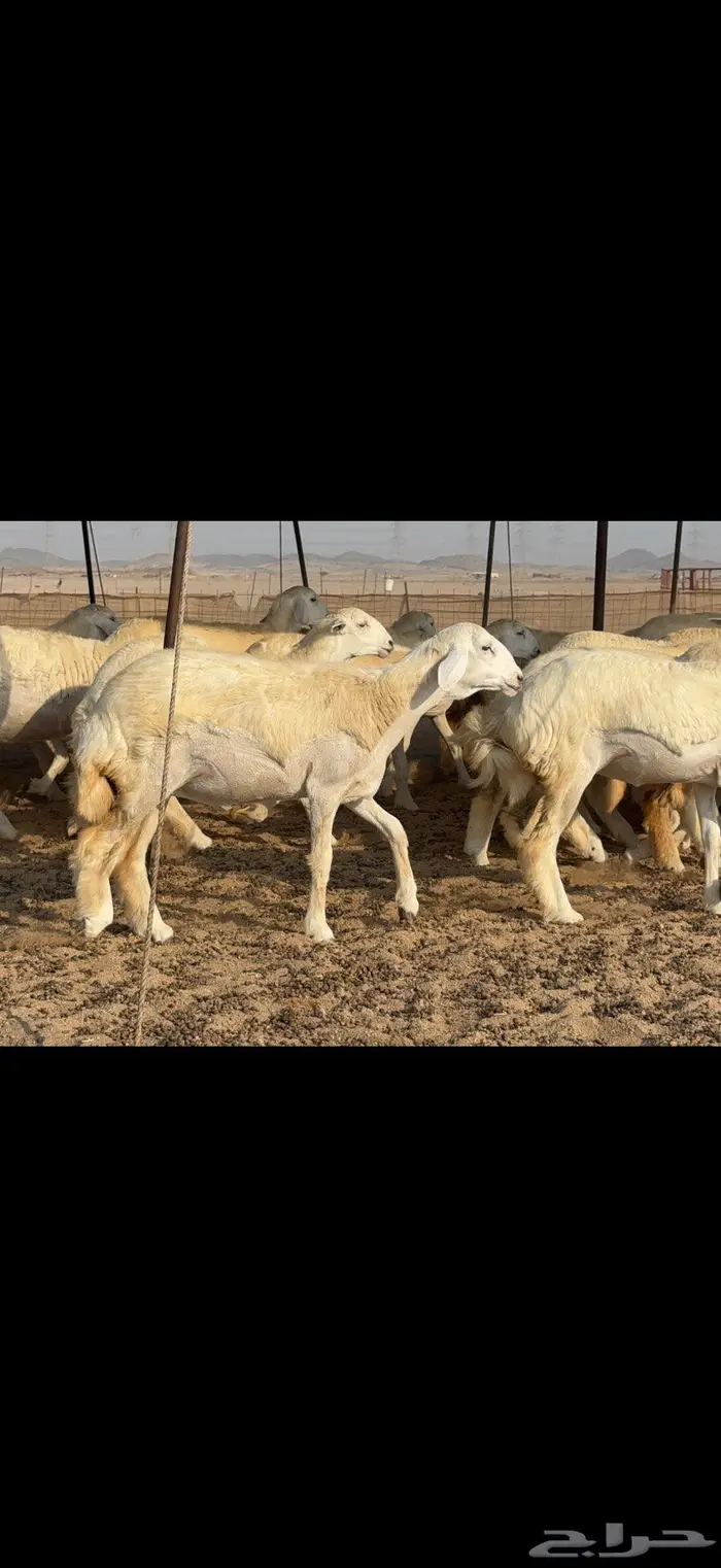 رخال دعدية حرش فواخر 48 راس 10