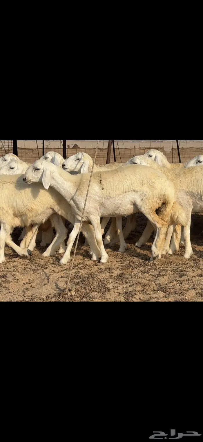 رخال دعدية حرش فواخر 48 راس 11