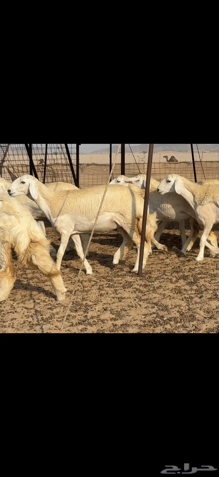رخال دعدية حرش فواخر 48 راس 17