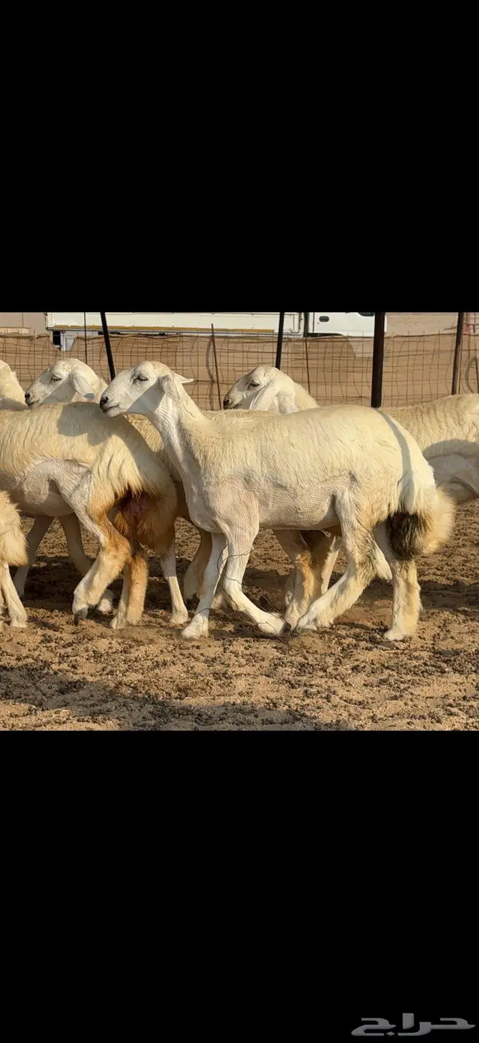 رخال دعدية حرش فواخر 48 راس 14