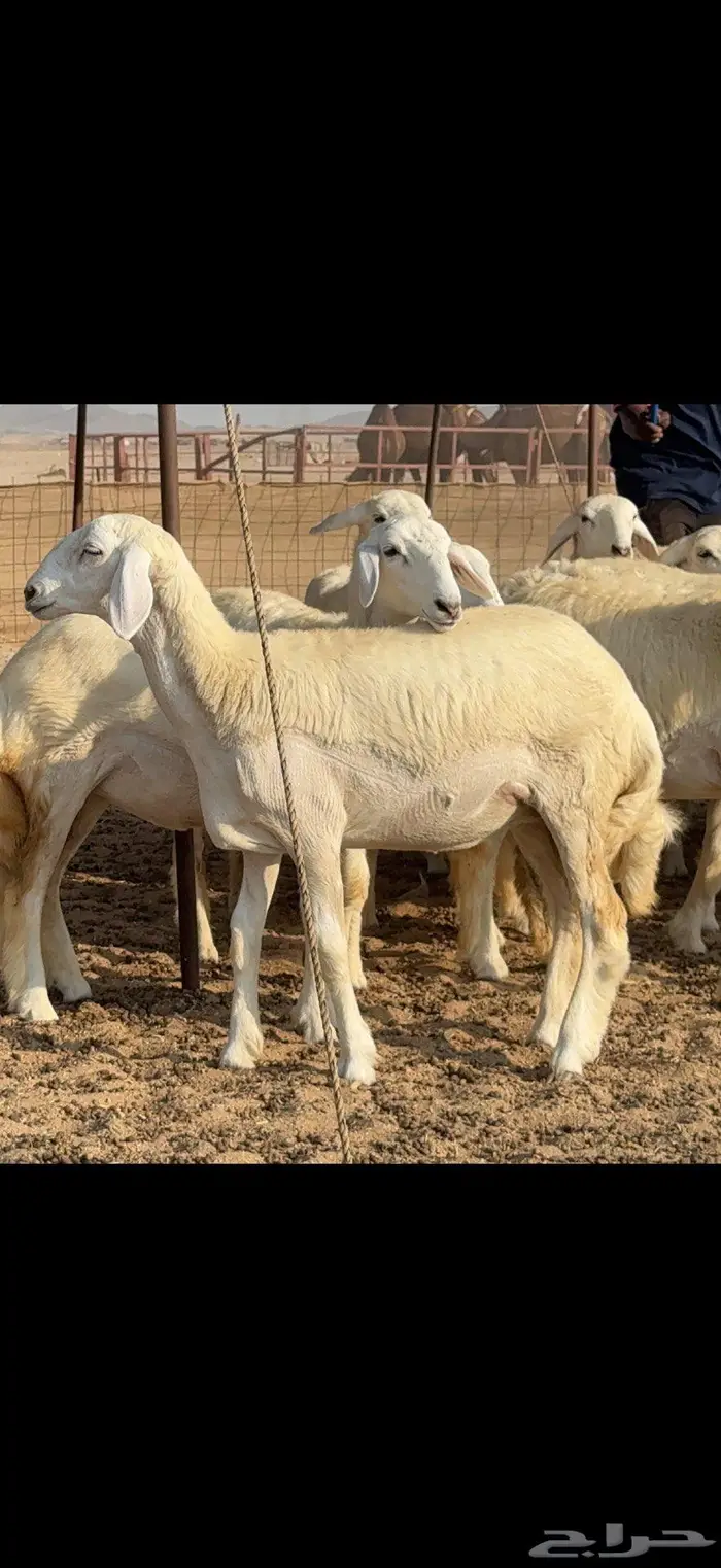 رخال دعدية حرش فواخر 48 راس 18