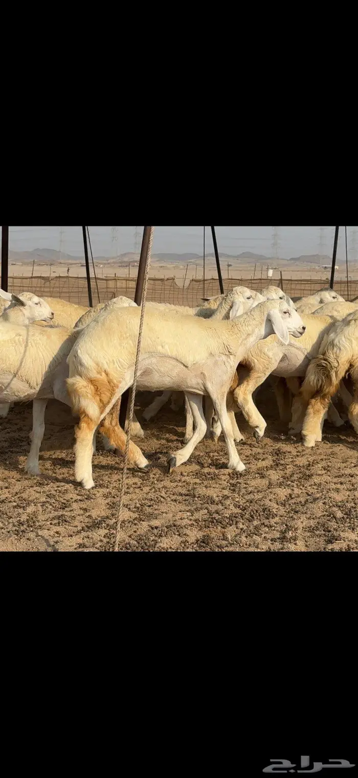 رخال دعدية حرش فواخر 48 راس 16