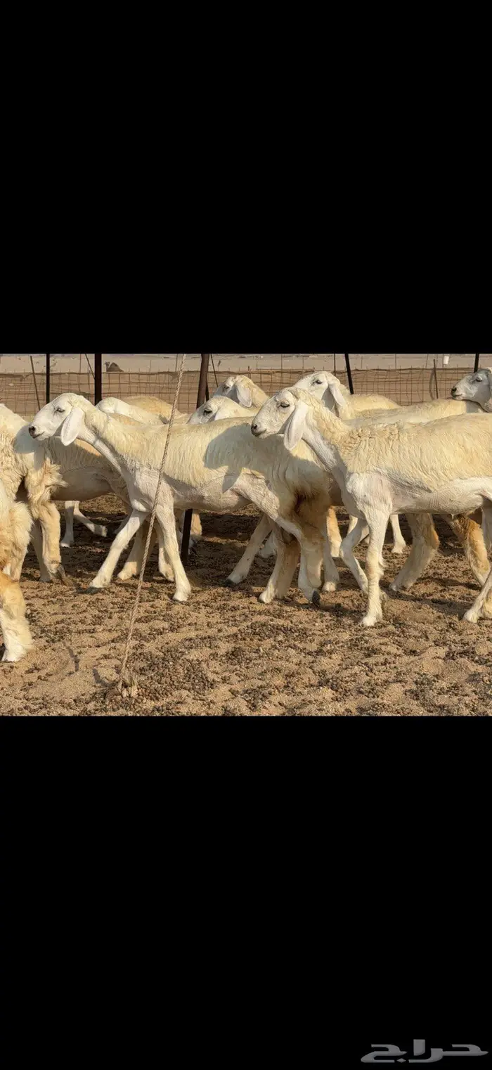 رخال دعدية حرش فواخر 48 راس 9