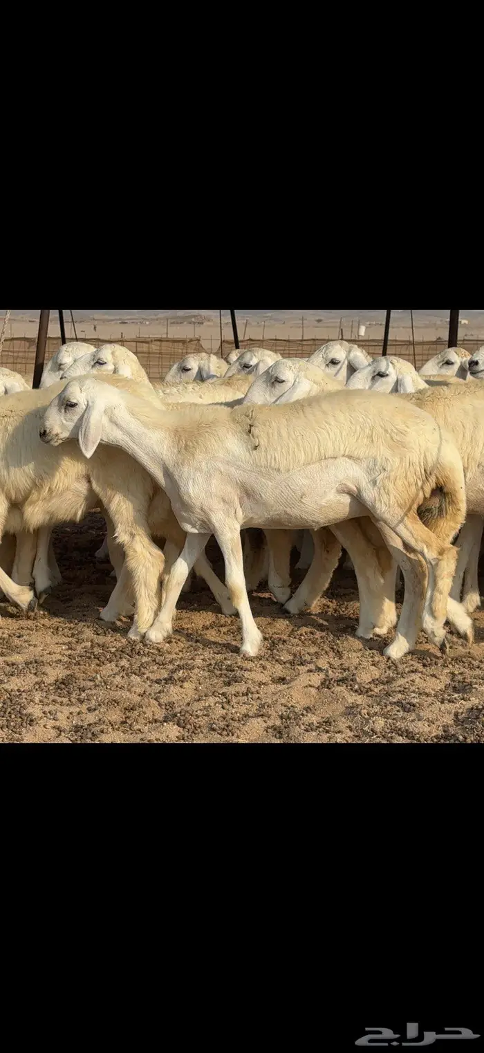 رخال دعدية حرش فواخر 48 راس 15