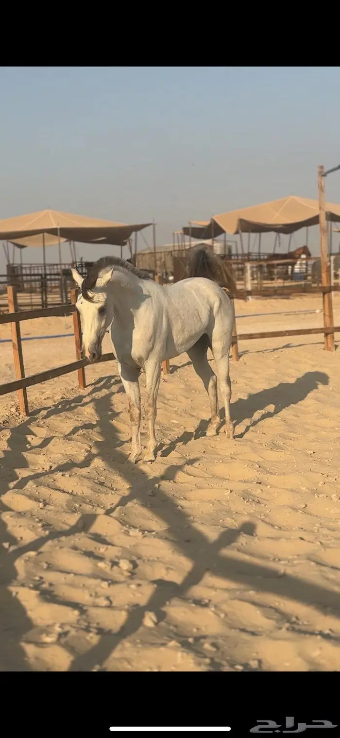 حصان شعبي فاخر سبوق 6