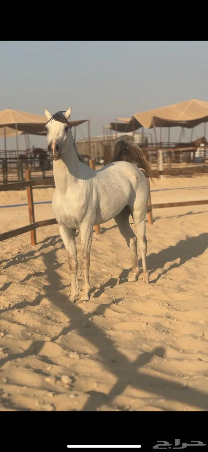 حصان شعبي فاخر سبوق 5