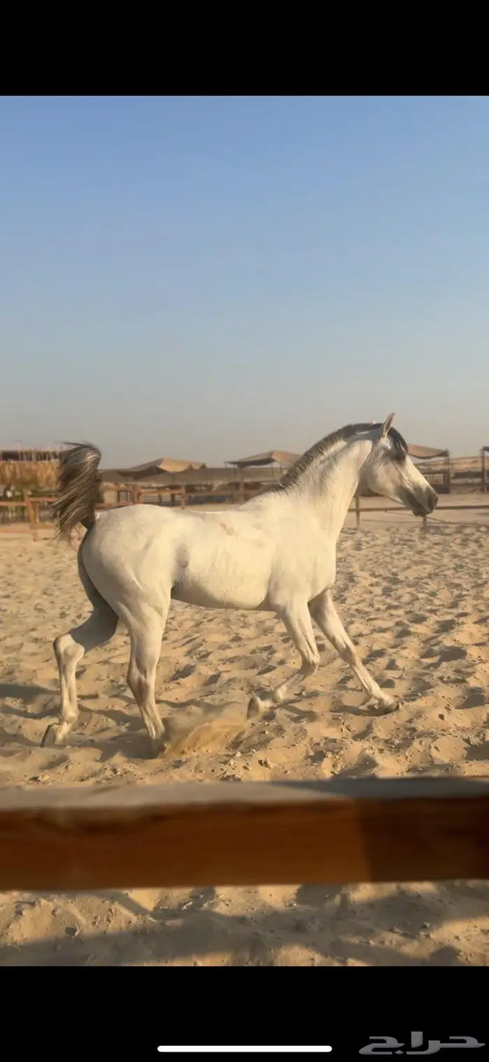 حصان شعبي فاخر سبوق 3