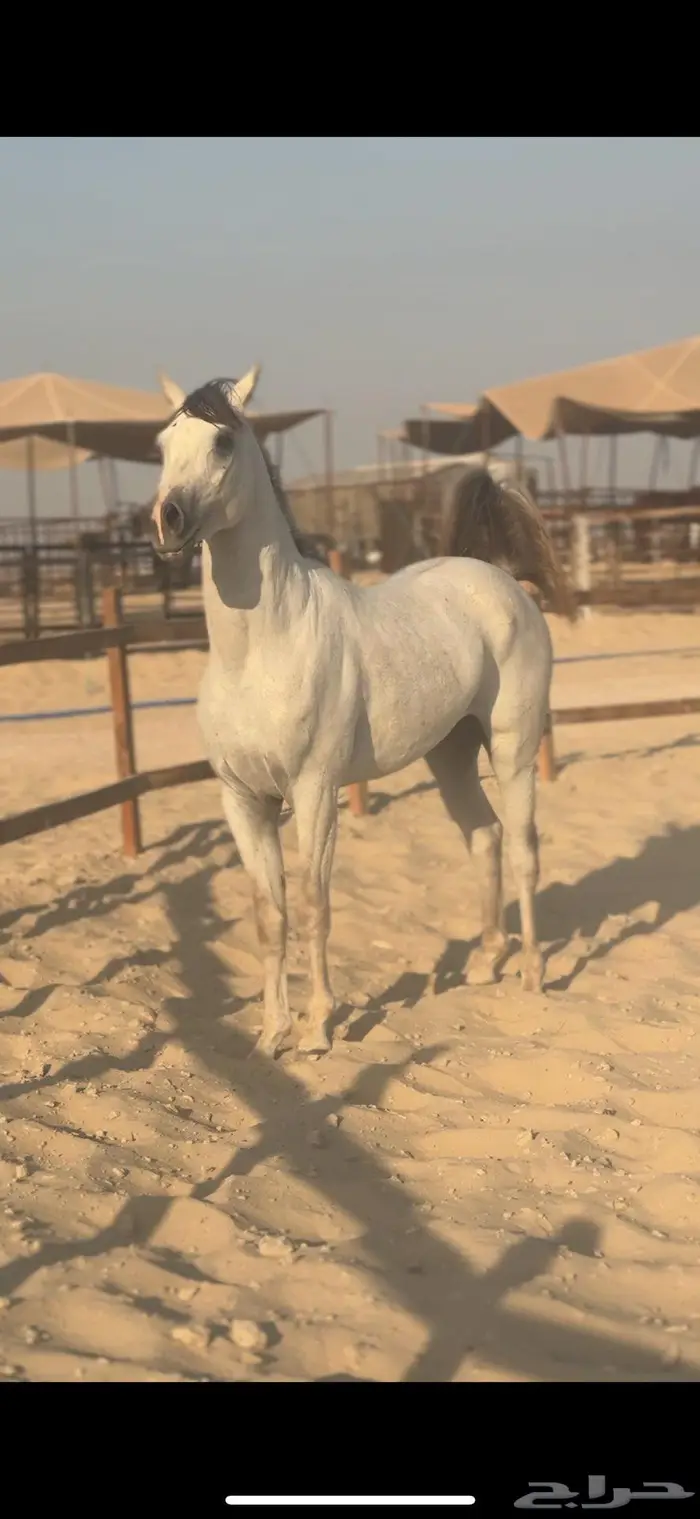 حصان شعبي فاخر سبوق 2