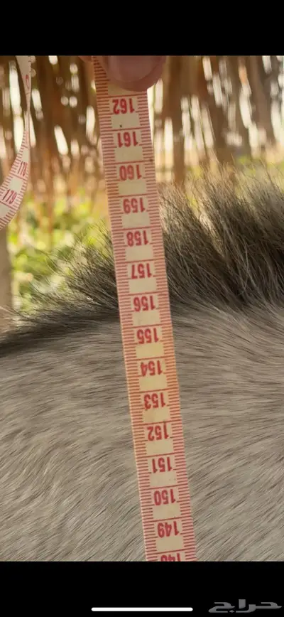 حصان شعبي فاخر سبوق index