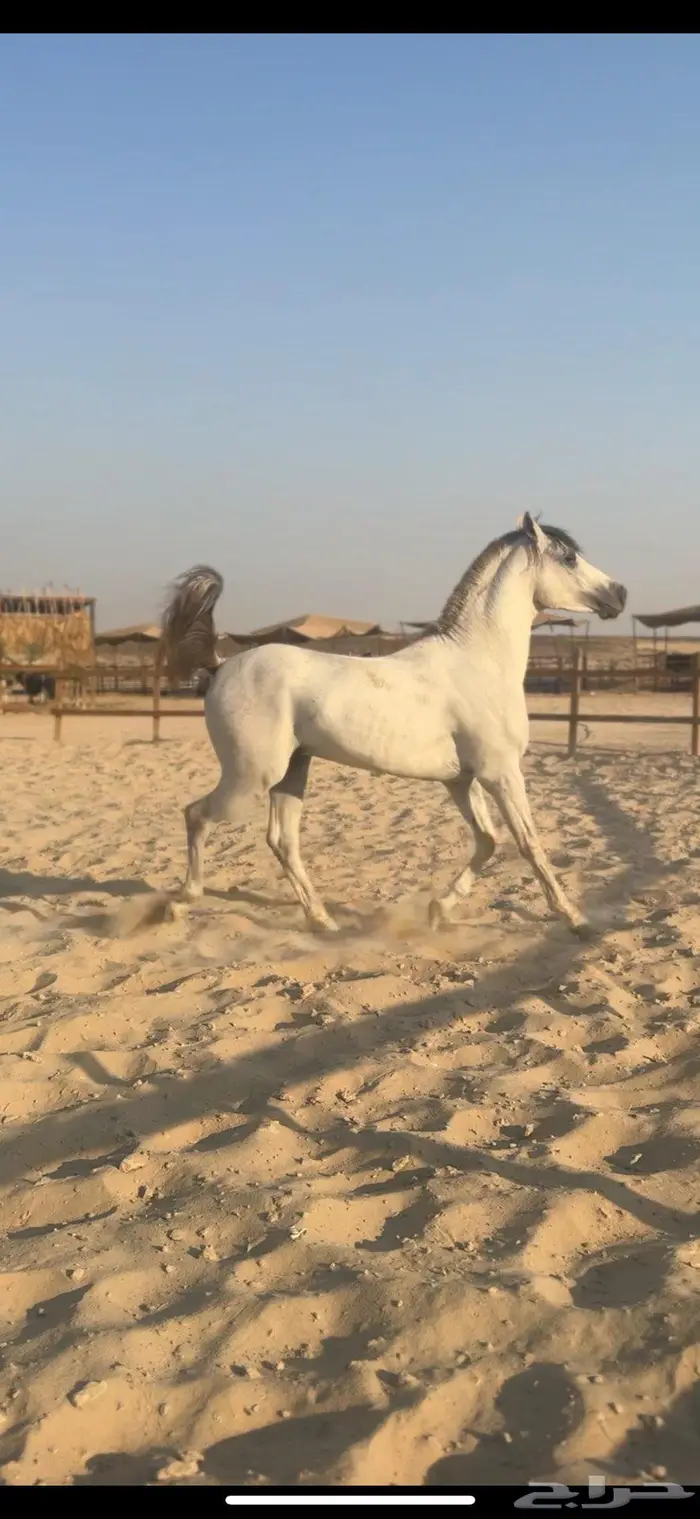 حصان شعبي فاخر سبوق 0