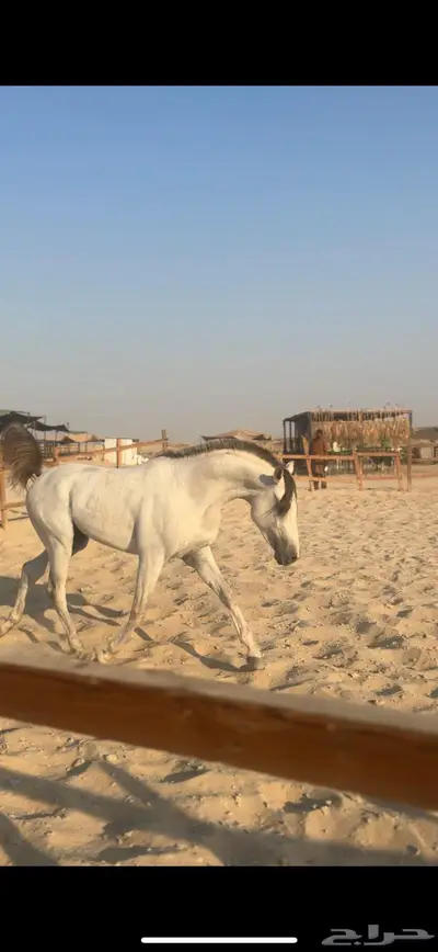 حصان شعبي فاخر سبوق index