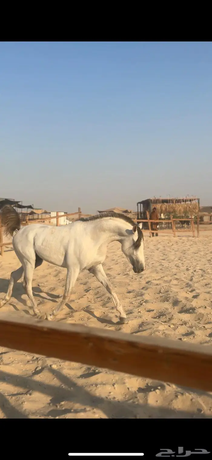 حصان شعبي فاخر سبوق 4