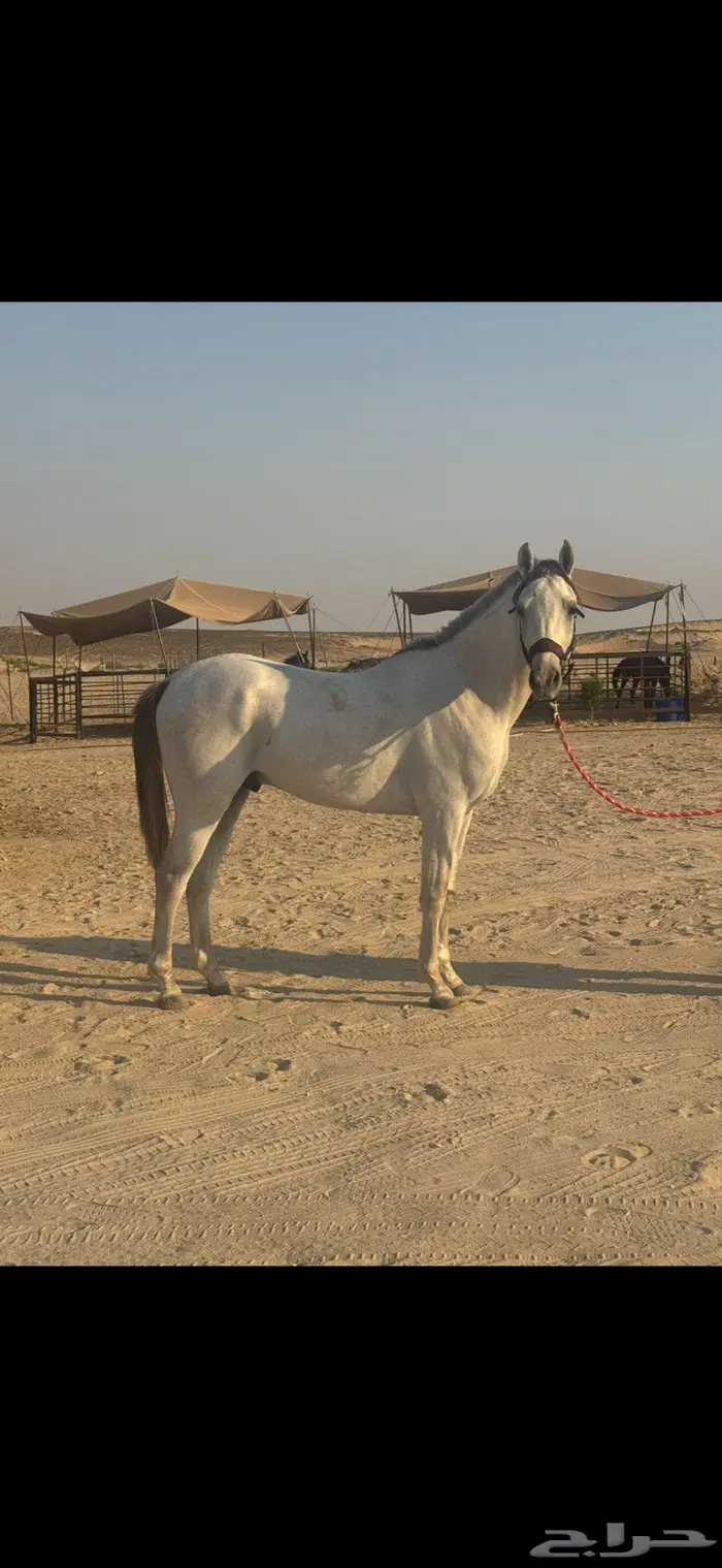 حصان شعبي فاخر سبوق 1