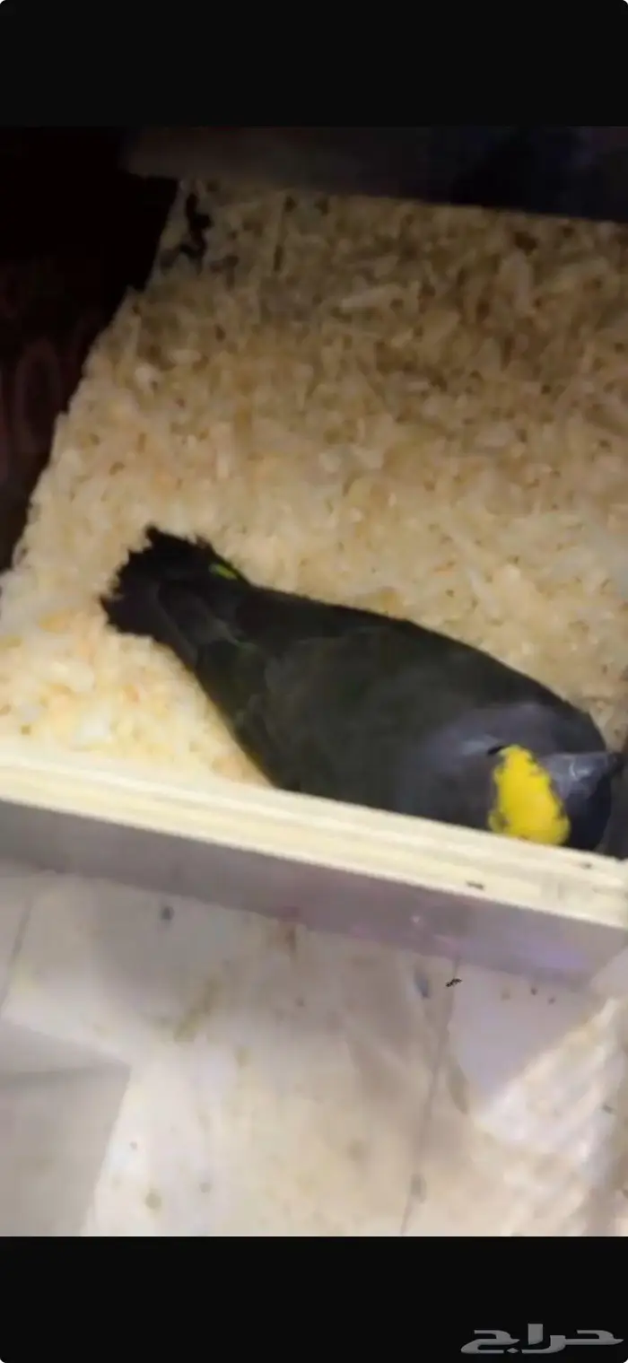 جوز ماير من نوادر الطيور 4