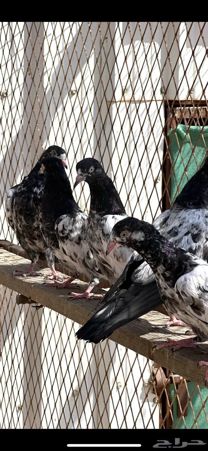 طبات حمام باكستاني بيور تيدي 0