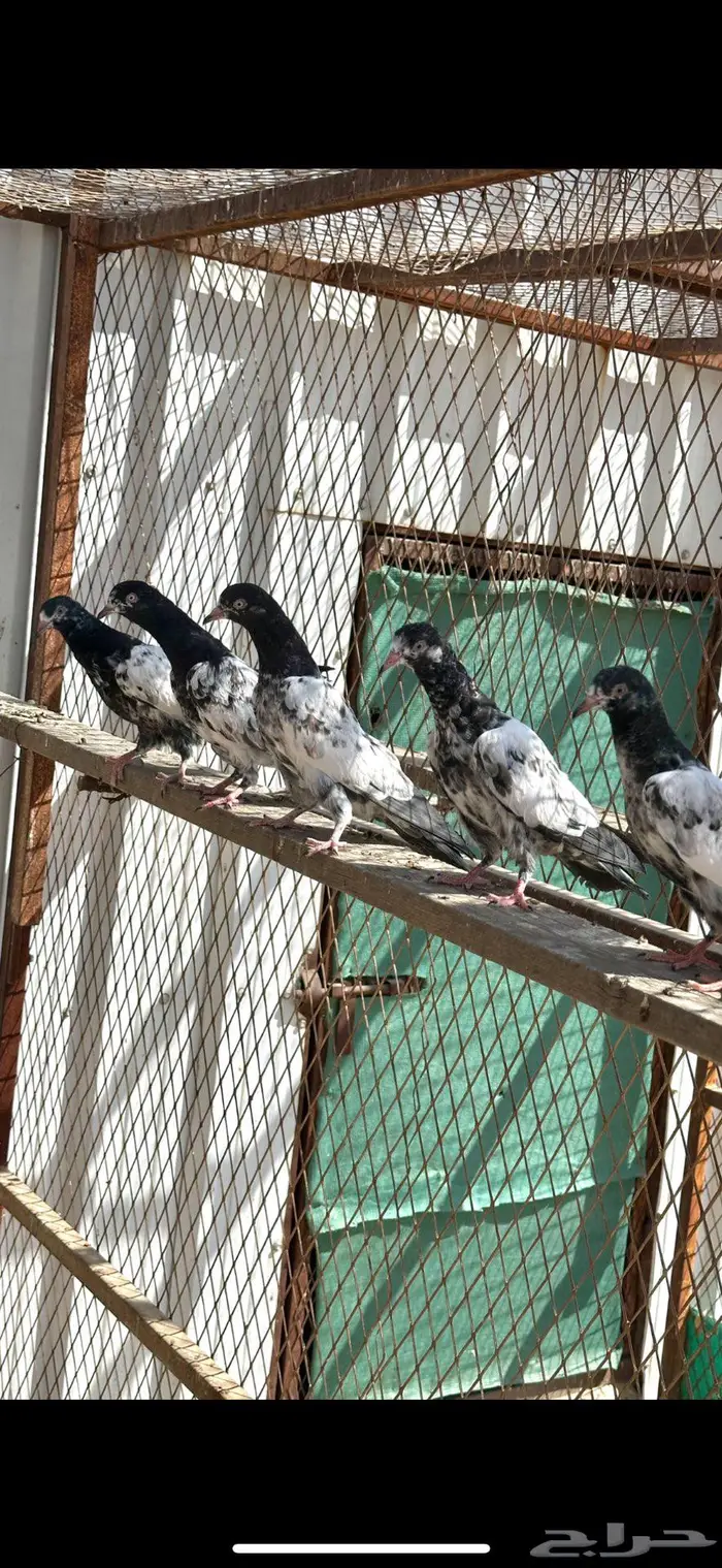 طبات حمام باكستاني بيور تيدي 1