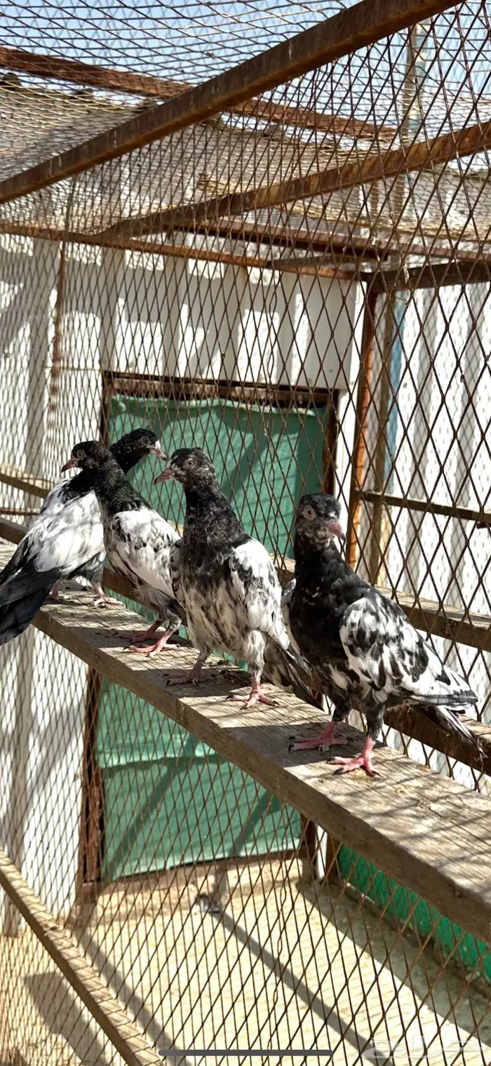 طبات حمام باكستاني بيور تيدي 2