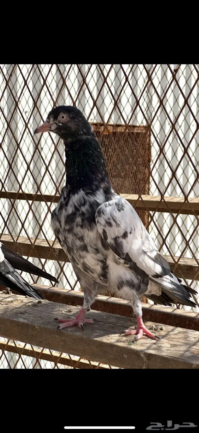 طبات حمام باكستاني بيور تيدي 3