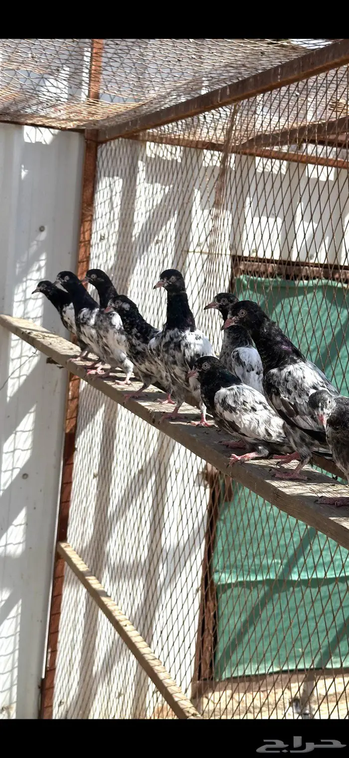 طبات حمام باكستاني بيور تيدي 5